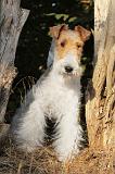 FOX TERRIER 034